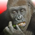 Flying Gorilla 4.7.3 APK (MOD, Unlimited Money)